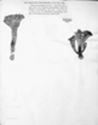 Craterellus cornucopioides image